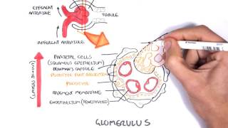 Nephrotic Syndrome  Types and pathology histology [upl. by Goto]