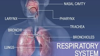 Anatomy and Physiology of Respiratory System [upl. by Amalle]