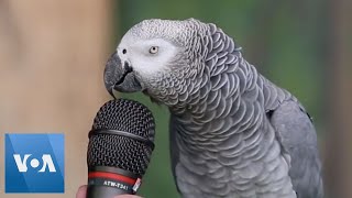 Talking Parrot  VOANews [upl. by Shabbir]