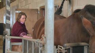 Equine Reproduction UK  3 day breeding short course AI tech training [upl. by Sverre]