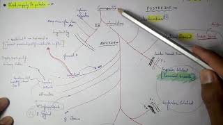 Abdominal Aorta  8 Internal iliac artery Branches  TCML [upl. by Nalor]