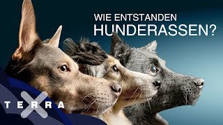 Warum gibt es Hunderassen  Terra X [upl. by Retha]