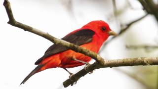 Scarlet Tanager—Flame of Spring [upl. by Eelano]