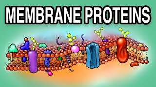 MEMBRANE PROTEINS  Types and Functions [upl. by Danny]