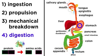 The Digestive System [upl. by Eedolem186]