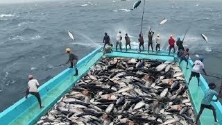 Amazing Fast Tuna Fishing Skill Catching Fish Big on The Sea [upl. by Chlori298]