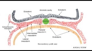 EMBRYOLOGY VII Intraembryonic Mesoderm Differentiation [upl. by Gaultiero]