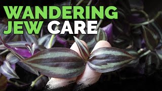 Wandering Jew Plant Care Growing Tradescantia Zebrina [upl. by Llyrad]