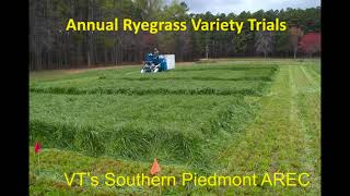 Extending Grazing Annual Ryegrass [upl. by Agnew773]