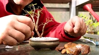 Starting Three New Bonsai Trees [upl. by Gorga]