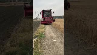 Wheat Harvesting Process [upl. by Trebuh]