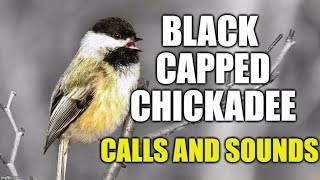 Blackcapped Chickadee Calls [upl. by Latimer]