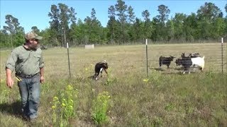 building a goat fence [upl. by Poler]