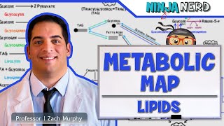 Metabolism  The Metabolic Map Lipids [upl. by Acireed]