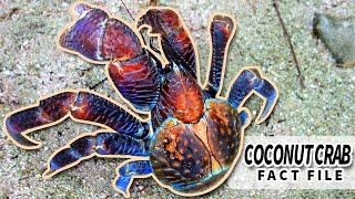 Coconut Crab facts LARGEST Terrestrial Arthropods  Animal Fact Files [upl. by Adnawal906]