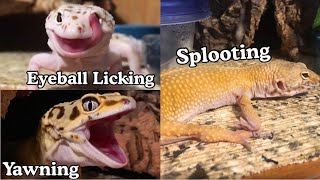 Leopard Gecko Behaviors Part 1 [upl. by Seabrooke]