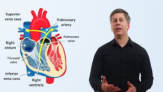 The Cardiovascular System An Overview [upl. by Eimaraj]