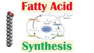 Classification of Amino acids memorize [upl. by Miett]