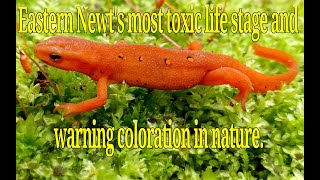 Eastern Newts most toxic stage the red eft and warning coloration in nature [upl. by Lemkul24]