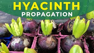 HYACINTH PROPAGATION FROM BULBS  Care for the plant [upl. by Nilyad203]