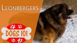 Dogs 101  LEONBERGER  Top Dog Facts About the LEONBERGER [upl. by Nomahs525]