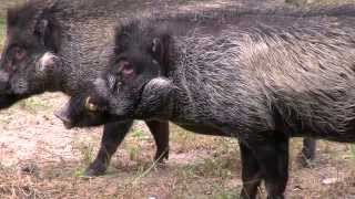 New Visayan Warty Pigs  Cincinnati Zoo [upl. by Elazaro278]