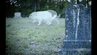 South Carolina Legend The Ghost Hound of Goshen [upl. by Leschen]