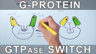 GProtein and GTPase Switching Mechanism [upl. by Kathlin]