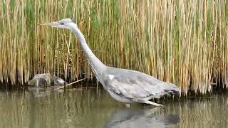 Heron Prowling [upl. by Lucho]