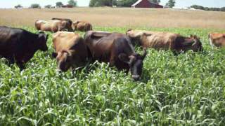 Cows Grazing on Sorghum Sudan Grass [upl. by Haase]