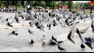 Trollstation Laxative Pigeon Prank [upl. by Tneicniv325]