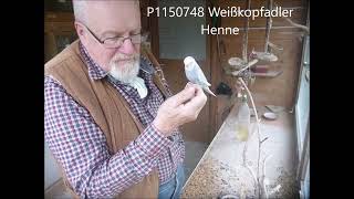 P1150748 Weißkopfadler Henne [upl. by Clementius]