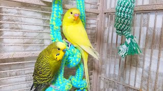 Help Lonely Budgies to Chirp Nature Parakeets Bird Sound 12 Hr [upl. by Mcgruter]