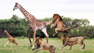 Lion Attack Giraffe National Geographic [upl. by Dallman]