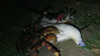 Coconut crab attacks bird [upl. by Anneis]