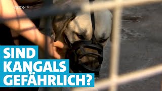 KangalHunde  Wie gefährlich sind die Hirtenhunde [upl. by Mikahs]