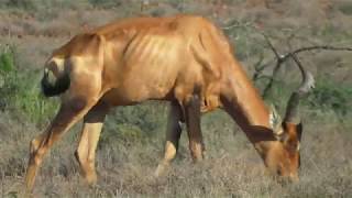 SOUTH AFRICA red hartebeest new footage [upl. by Cotter]