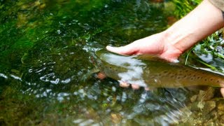 Fly Fishing UK Chalk Streams  The River Avon  Wilderness TV [upl. by Dimitry669]