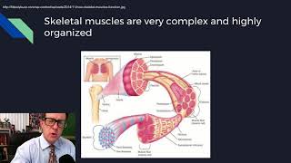 Physiology Lecture 08 Excitable Tissues [upl. by Kciredec]