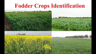 Fodder Crops Identification [upl. by Rebmat]