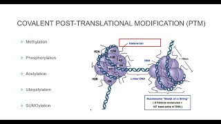 Histone Post Translational Modifications [upl. by Krug]