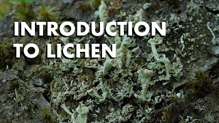 An Introduction to Lichen [upl. by Enej]