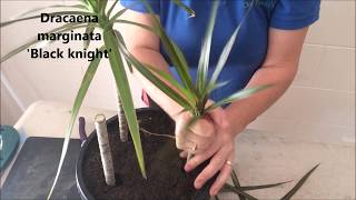 How to Prune amp Propagate your Draceana plants [upl. by Eanwahs554]