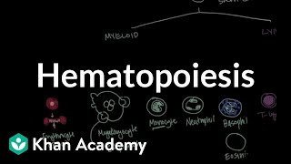 Hematopoiesis  Hematologic System Diseases  NCLEXRN  Khan Academy [upl. by Monney]