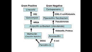 The Antibiotic Ladder Revisited Antiinfective Therapy Part 2 [upl. by Seyah]