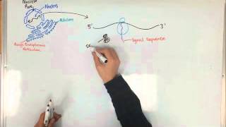 Protein Synthesis and the Rough Endoplasmic Reticulum [upl. by Negriv]