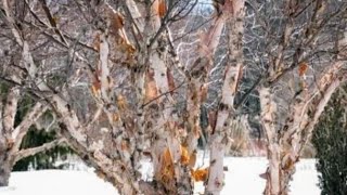 River Birch Growing Guide [upl. by Hacker943]