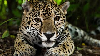 Los 30 Animales del AMAZONAS Más Increíbles y Bellos🦥🐆🐒 [upl. by Dnomayd]