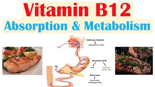 Vitamin B12 Absorption amp Metabolism  2 Enzymes That Require Vitamin B12 [upl. by Richmond]