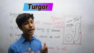 Turgor  Turgidity In Plants  Structure and function of cell [upl. by Digdirb574]